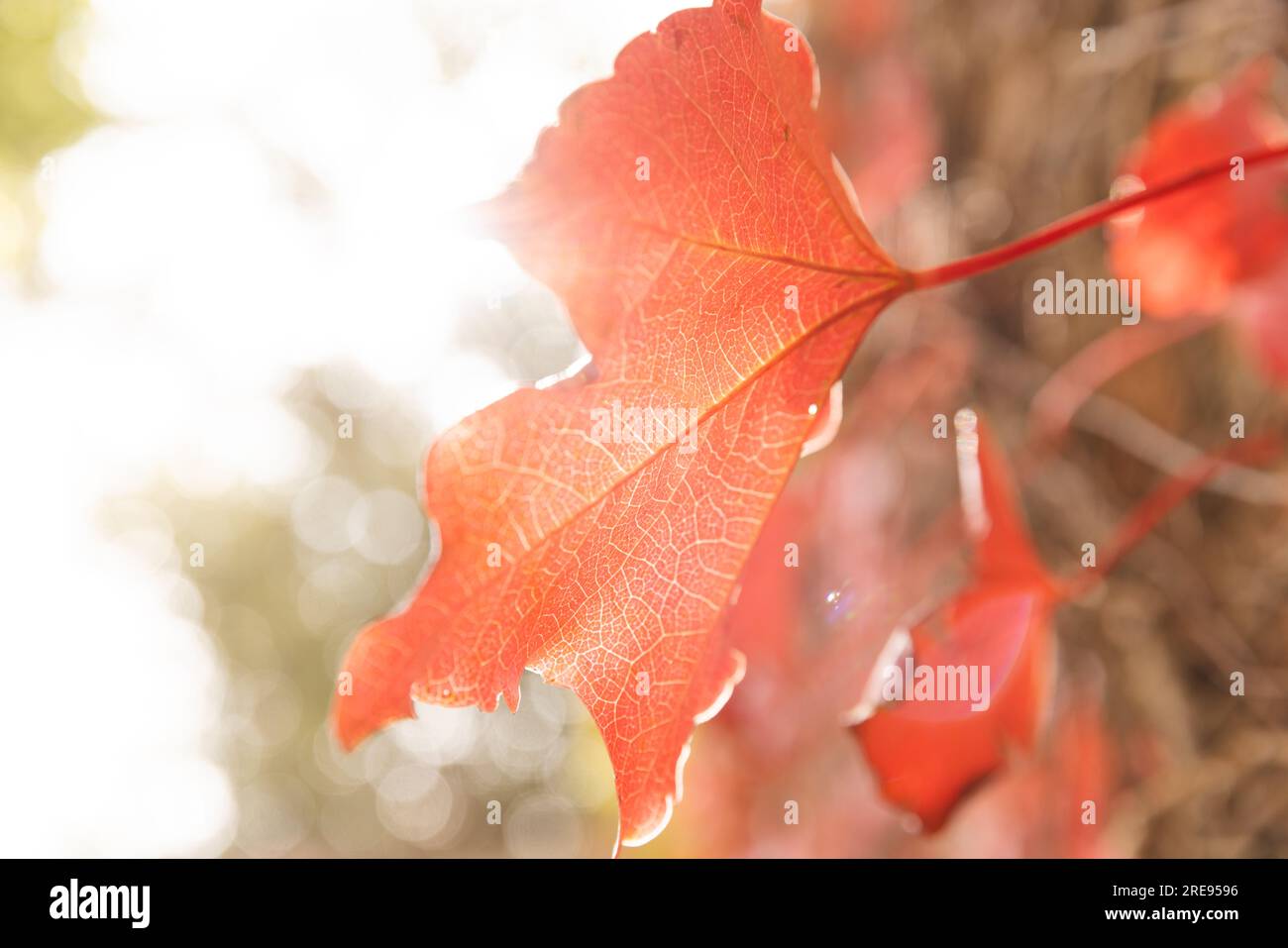Foglie rosse di pianta di vite retroilluminate dal sole in giardino Foto Stock