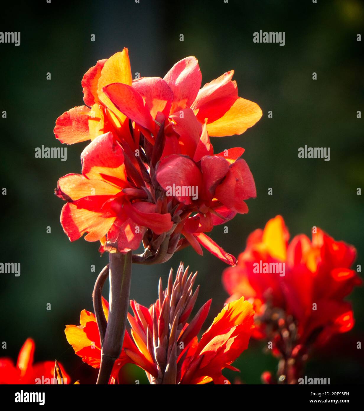 canna Lily, zoo di Calgary, Alberta Foto Stock