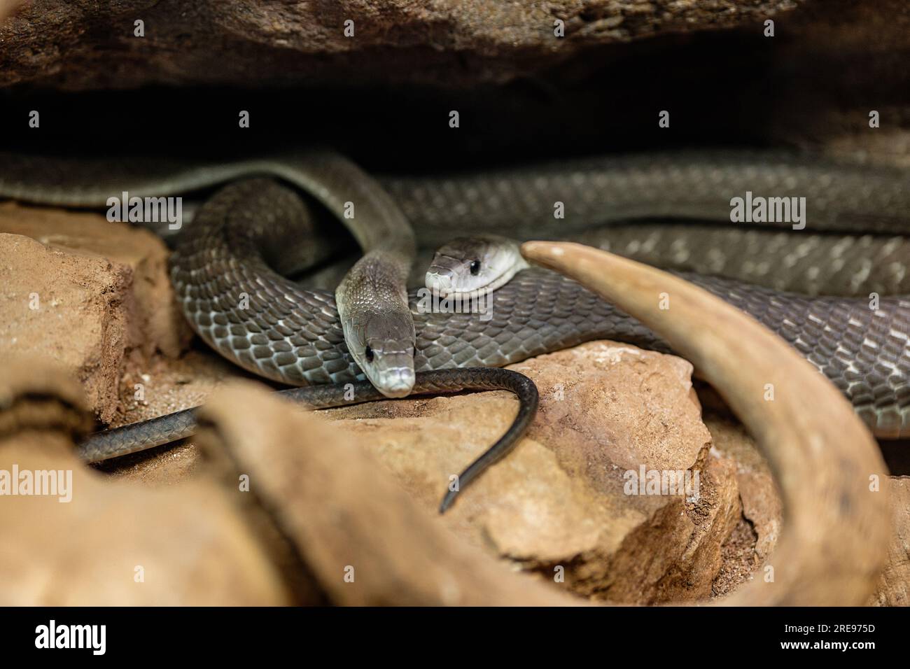 Coppia di serpenti neri mamba che strisciano tra formazioni rocciose nella foresta nelle giornate di sole Foto Stock