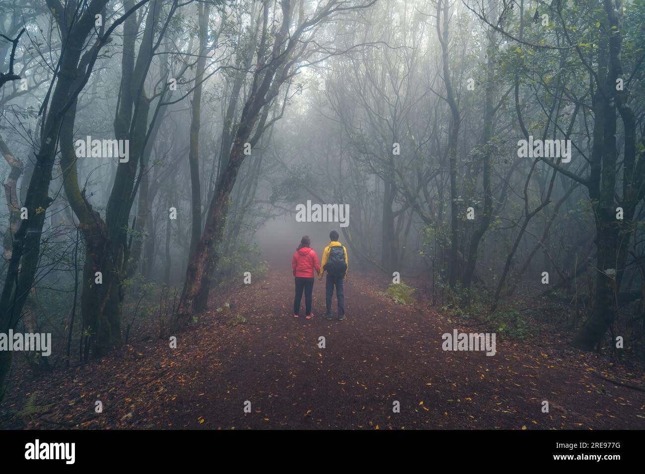 Vista posteriore di una coppia di viaggiatori irriconoscibili che camminano lungo il sentiero tra alti alberi verdi nella nebbiosa foresta mentre esplorano la natura di Tenerife in Spagna Foto Stock