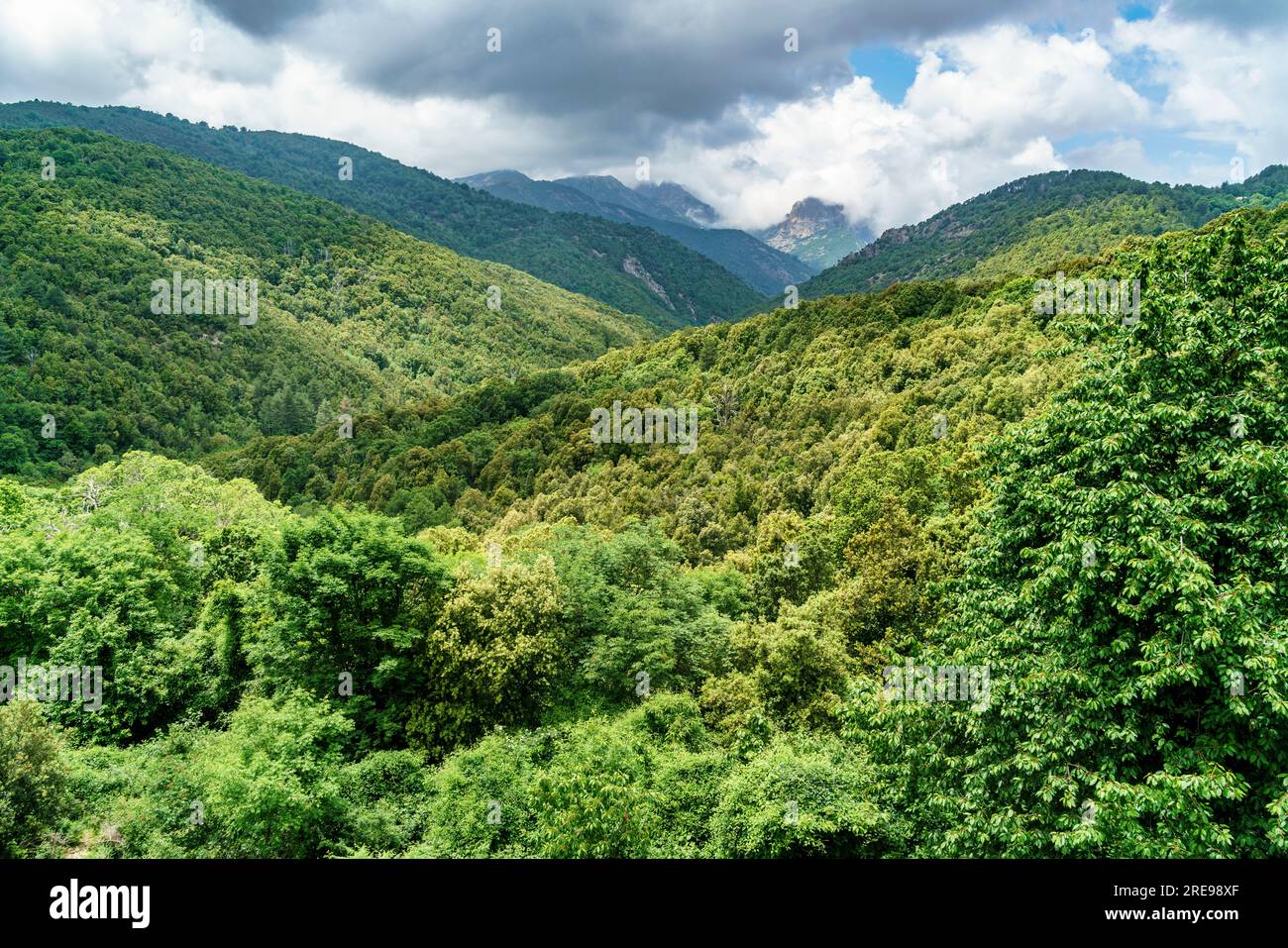 gruene Landschaft in den Bergen Korsika, D84 Richtung Porto, Frankreich, Europa Foto Stock