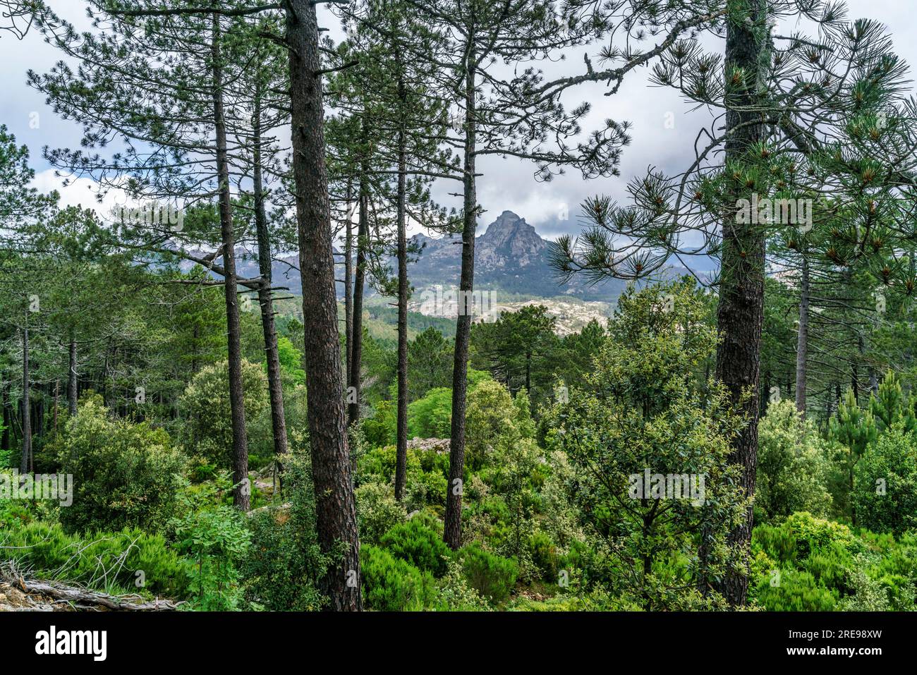 Bavella Gebirge, Wald, Wandergebiet, Korsika, Frankreich, Europa Foto Stock