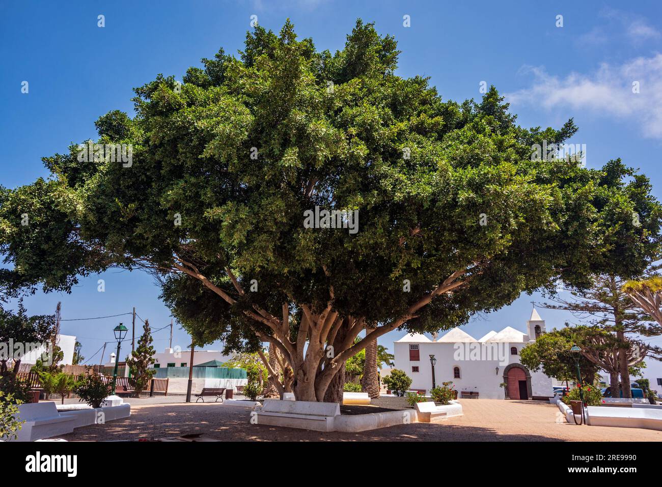 Chiesa imbiancata a Lanzarote con un grande albero di drago Dracaena che la incornicia Foto Stock