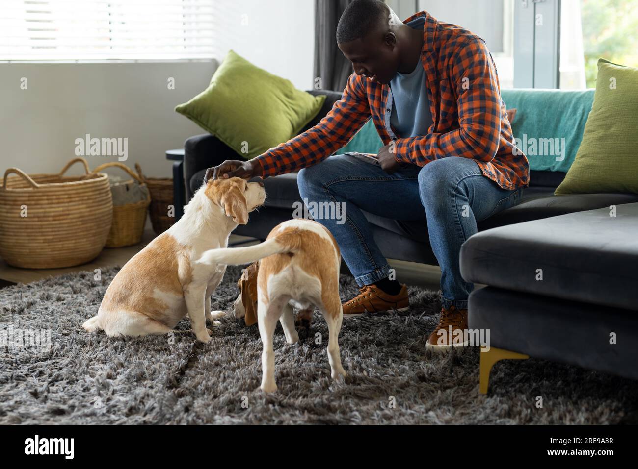 Felice afro-americano seduto sul divano a giocare con i suoi cani domestici a casa Foto Stock