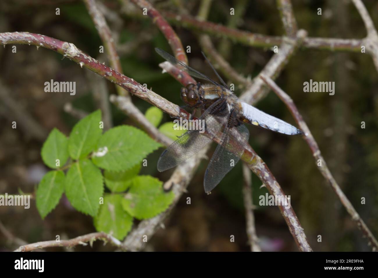 Libellula maschio a corpo largo (Libellula depressa) su steli di rosa nell'Hampshire UK giugno Foto Stock