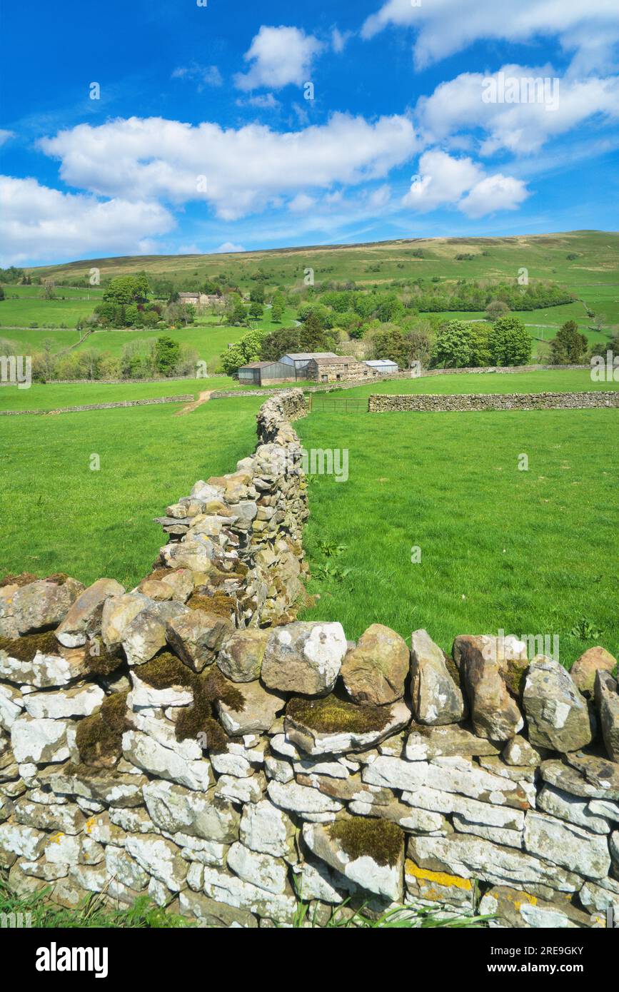 Guardando verso nord su terreni agricoli accanto al fiume Swale, Swaledale, tra Gunnerside e Muker Barns e pareti di pietra a secco disegni famosi. Accanto al fiume Swale Foto Stock