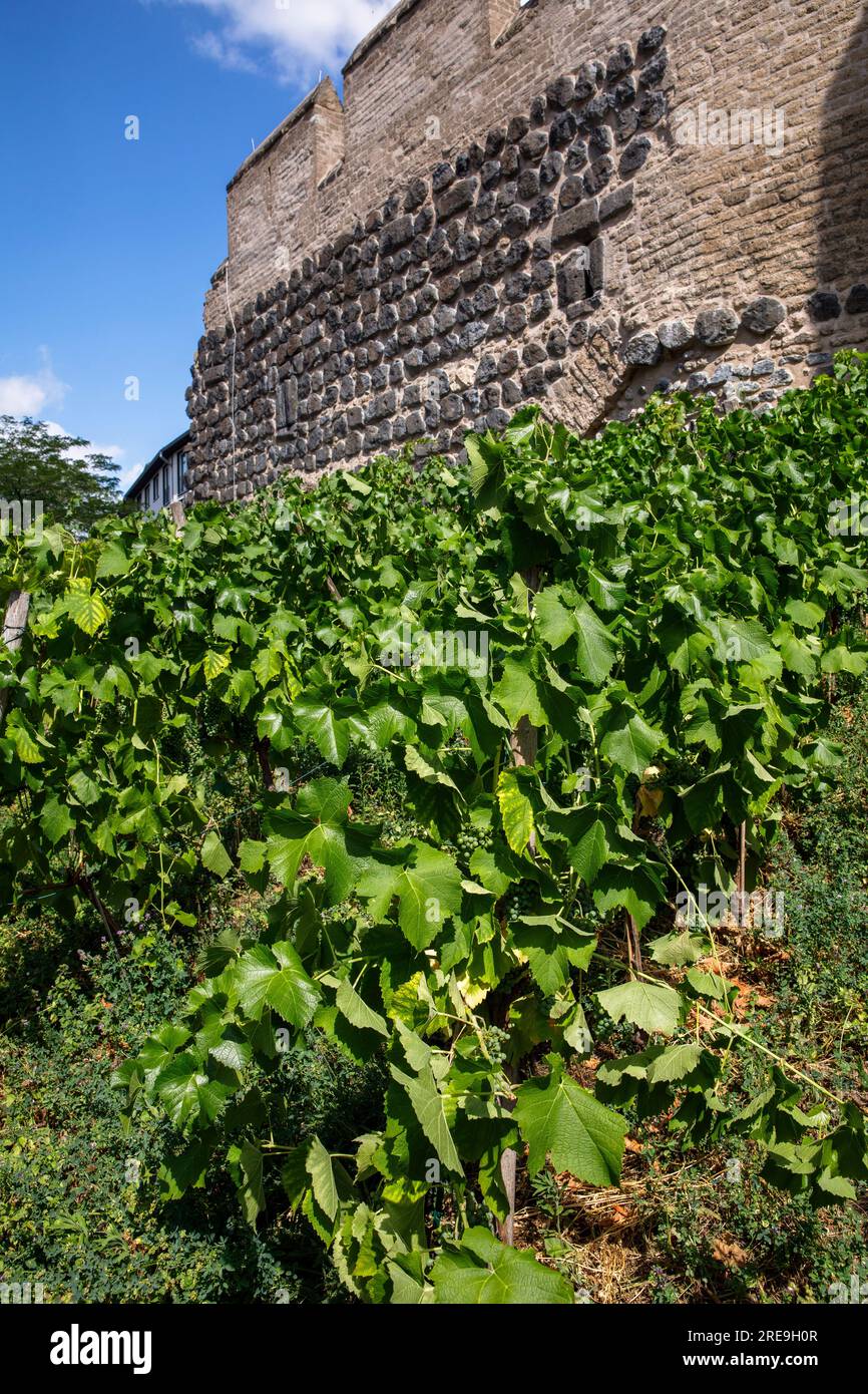 grapevine presso la storica porta della città di Severinstorburg, in piazza Chlodwig, nella parte meridionale della città, Colonia, Germania. Weinreben an der Severinst Foto Stock