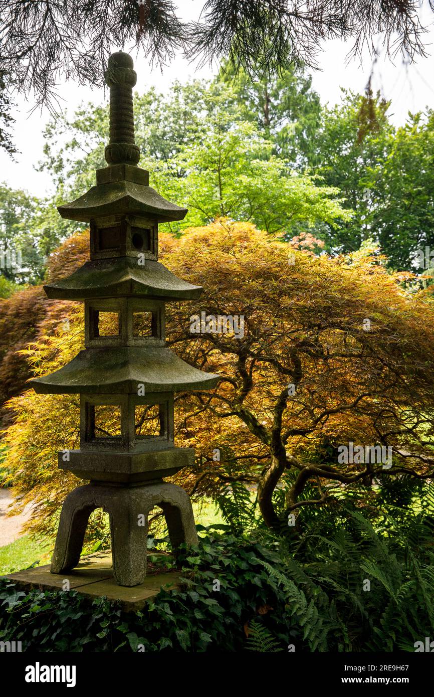 Lanterna in pietra di fronte a un giardino giapponese di acero (Acer japonicum) a Leverkusen, Renania settentrionale-Vestfalia, Germania. Steinlaterne vor eine Foto Stock