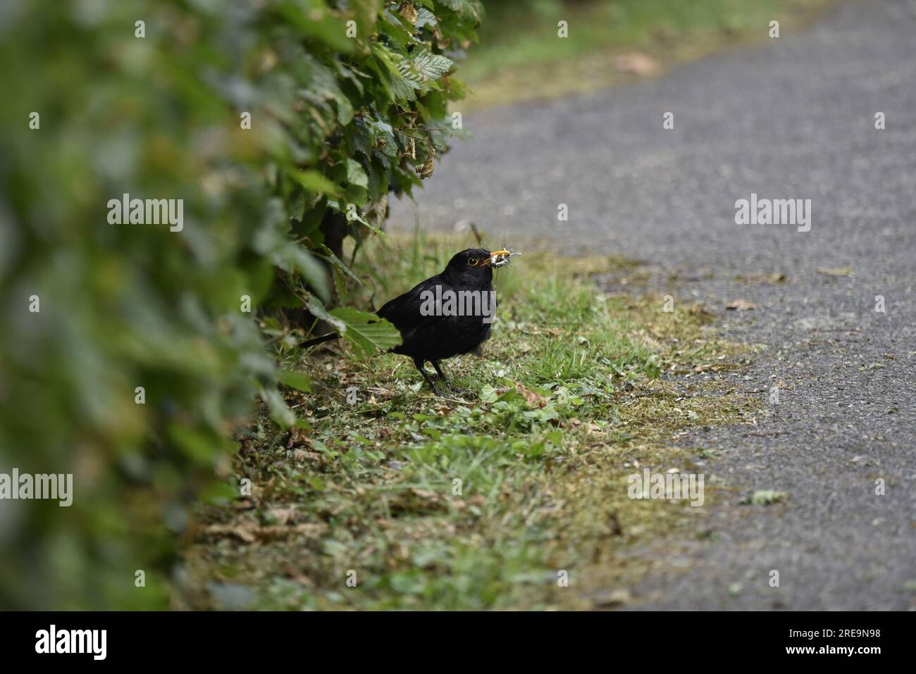 Male Common Blackbird (Turdus merula) con Dragonfly in Beak, in piedi sul terreno accanto a Hedge in Right-Profile, preso nel Galles centrale a luglio Foto Stock