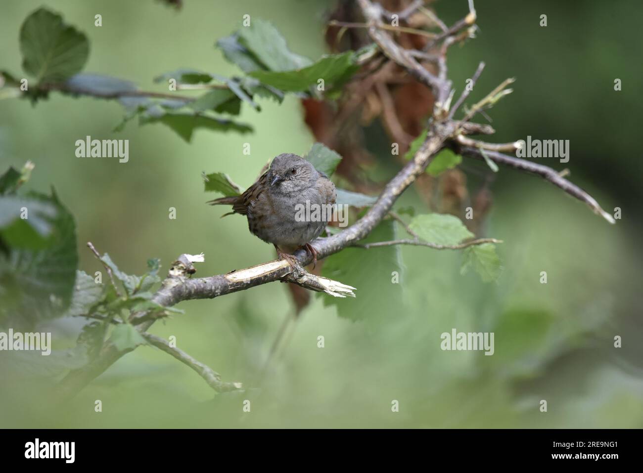 Immagine di fronte a un Juvenile Dunnock (Prunella modularis) arroccato su un ramo di siepe Privet, incorniciato da Privet Leaves, preso nel Galles centrale, nel Regno Unito a luglio Foto Stock