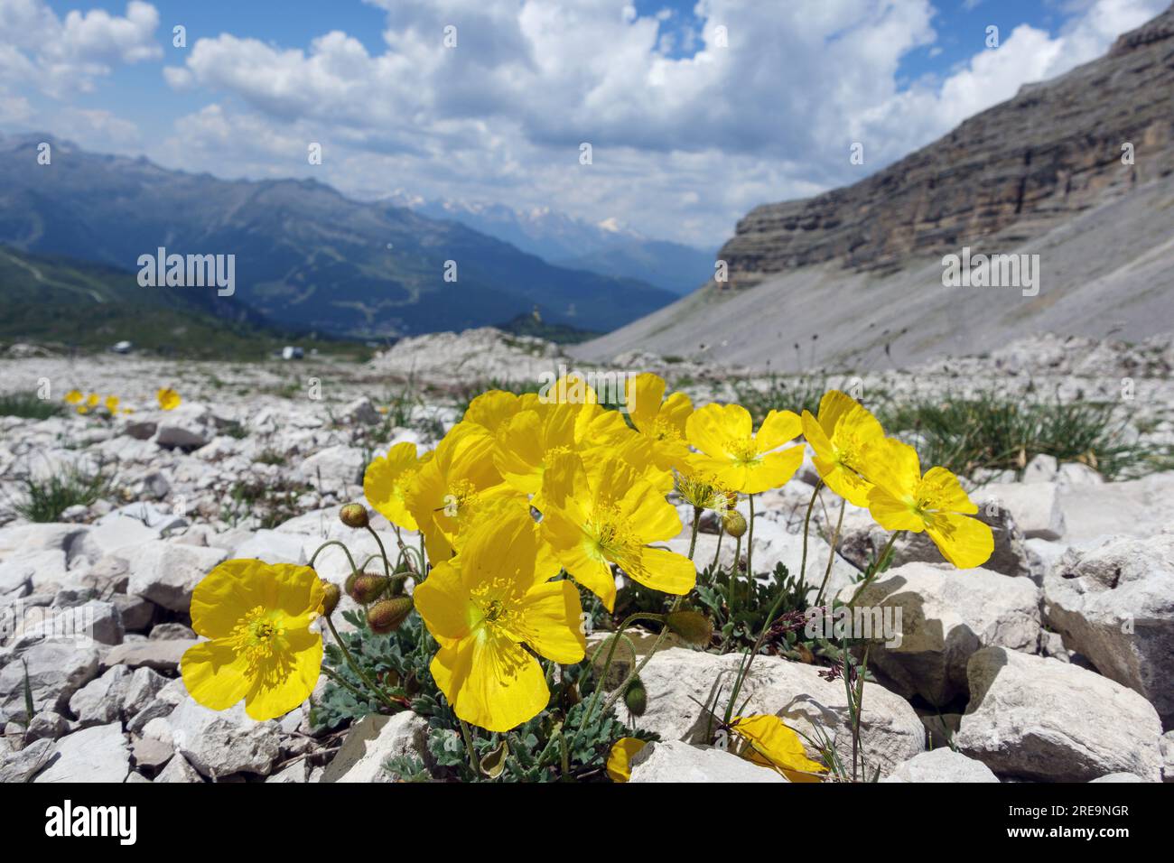 Fioritura di piante gialle di alpinum di Papaver tra rocce calcaree. Le Dolomiti di Brenta. Trentino. Italia. Europa. Foto Stock