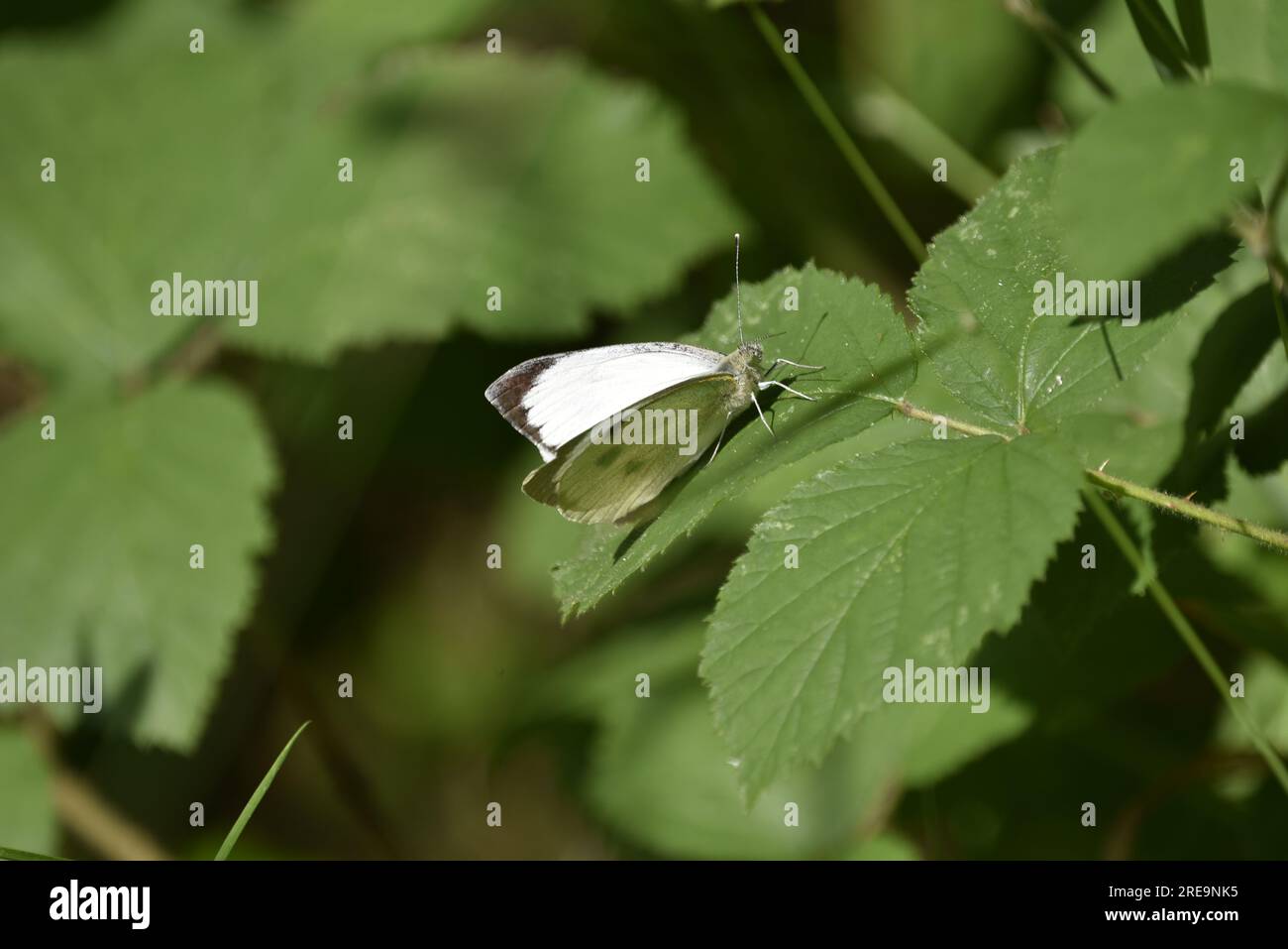 Immagine ravvicinata di una grande farfalla bianca (Pieris brassicae) arroccata a destra su foglie verdi soleggiate, con ali leggermente aperte, scattata a luglio Foto Stock