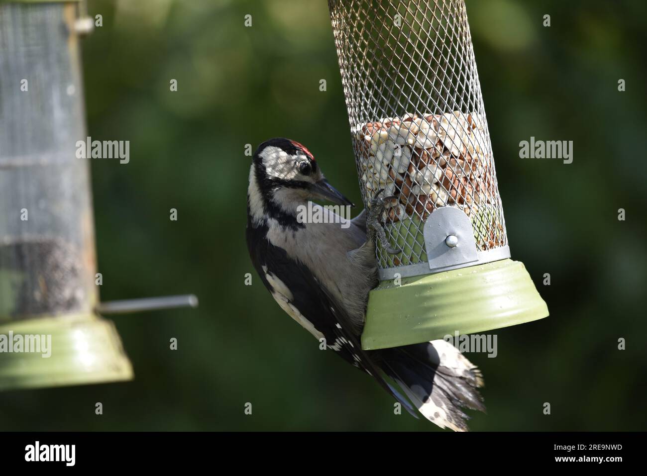 Il picchietto maculato (Dendrocopus Major) si aggrappa al fondo di un alimentatore di noci, guardando intensamente i dadi, in una giornata di sole a luglio Foto Stock