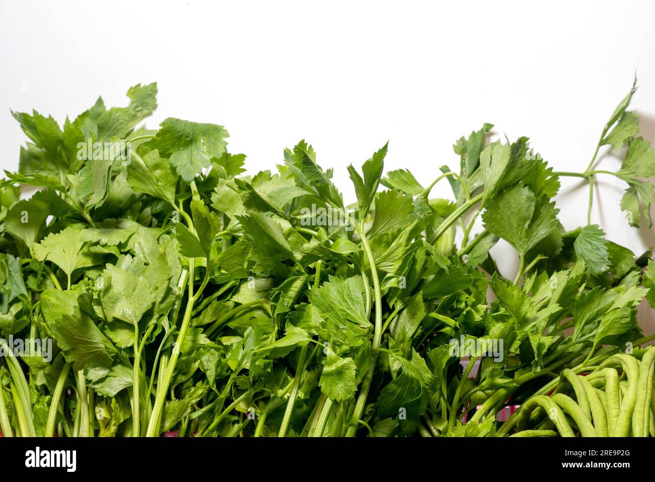 Vegetale sedano cinese isolato su sfondo bianco. foglie verdi vegetali fresche cibo buono per insalata dieta sana e vegana. Foto Stock