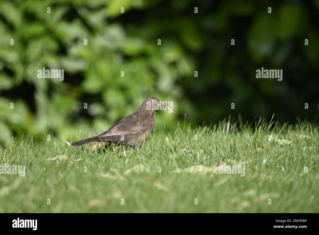 Primo piano, immagine di profilo destro di un uccello nero femmina comune (Turdus merula) in piedi su erba corta con un becco pieno di vermi, in una giornata di sole nel Regno Unito Foto Stock