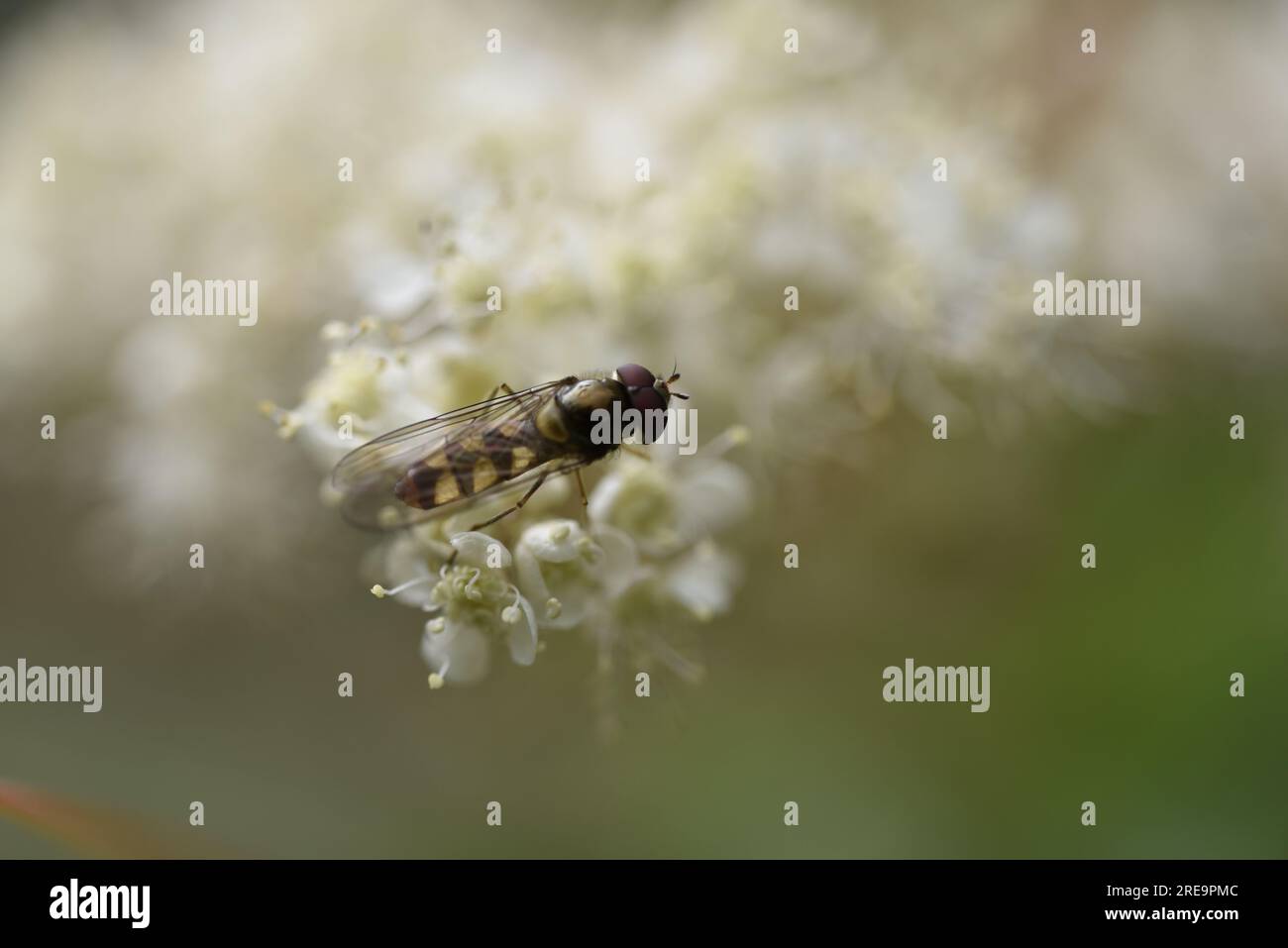 Immagine ravvicinata dall'alto, di una Marmalade Hoverfly su una pianta di prezzemolo mucca, testa a destra dell'immagine, scattata nel Galles centrale, Regno Unito in estate Foto Stock