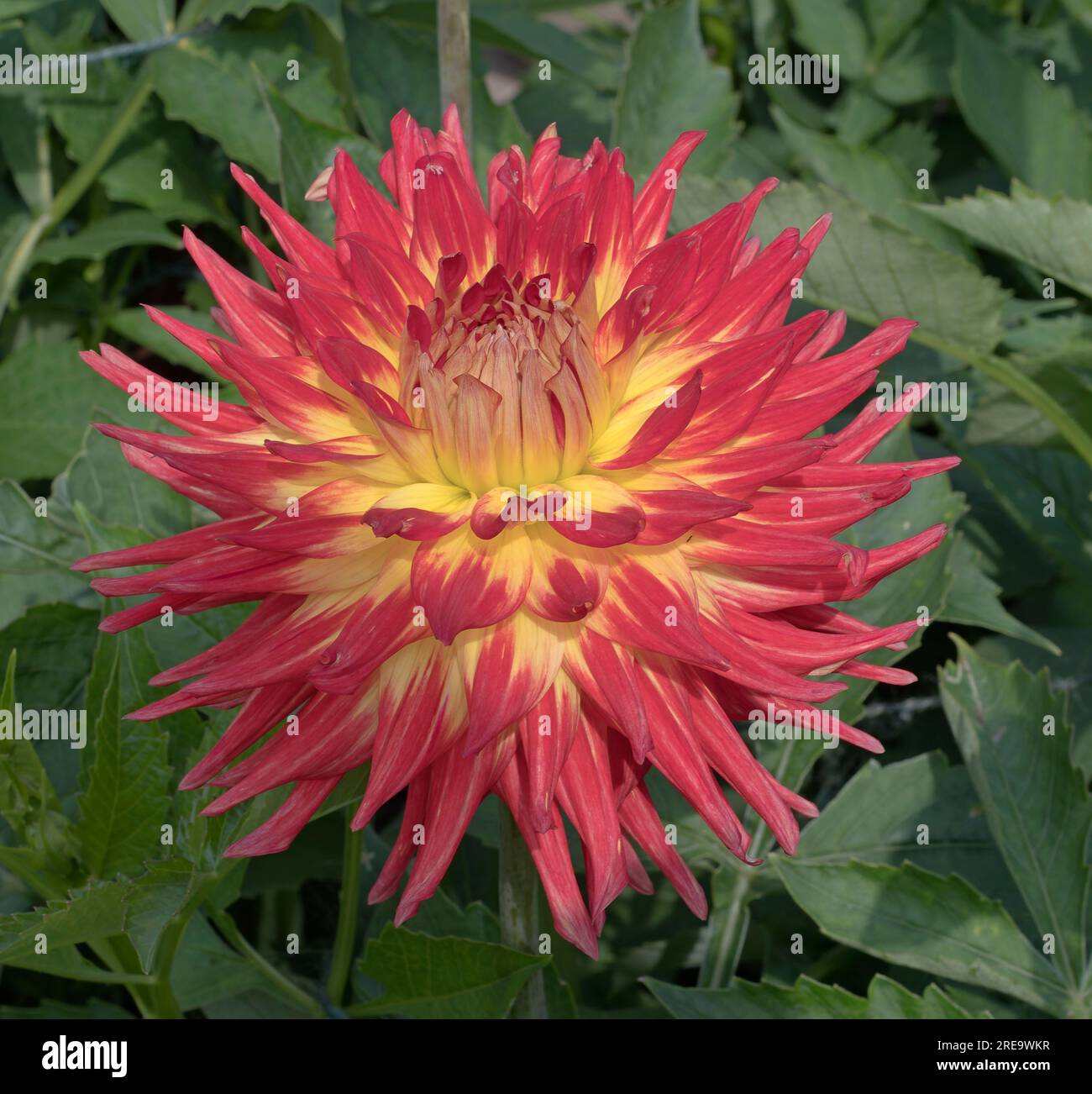 Dahlia, Kenora Sunset, Medium Cacti Foto Stock