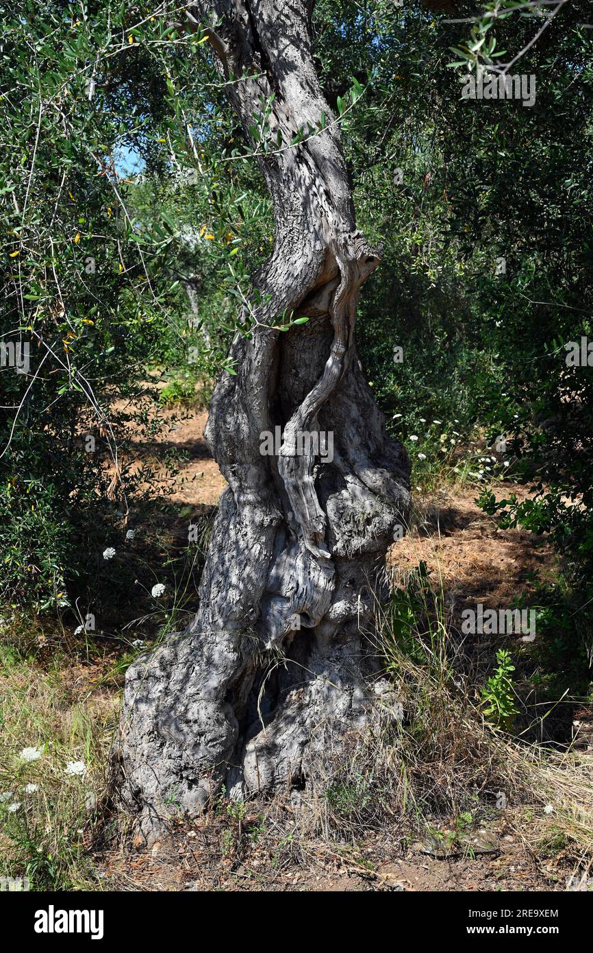 Vecchio tronco di ulivo Foto Stock