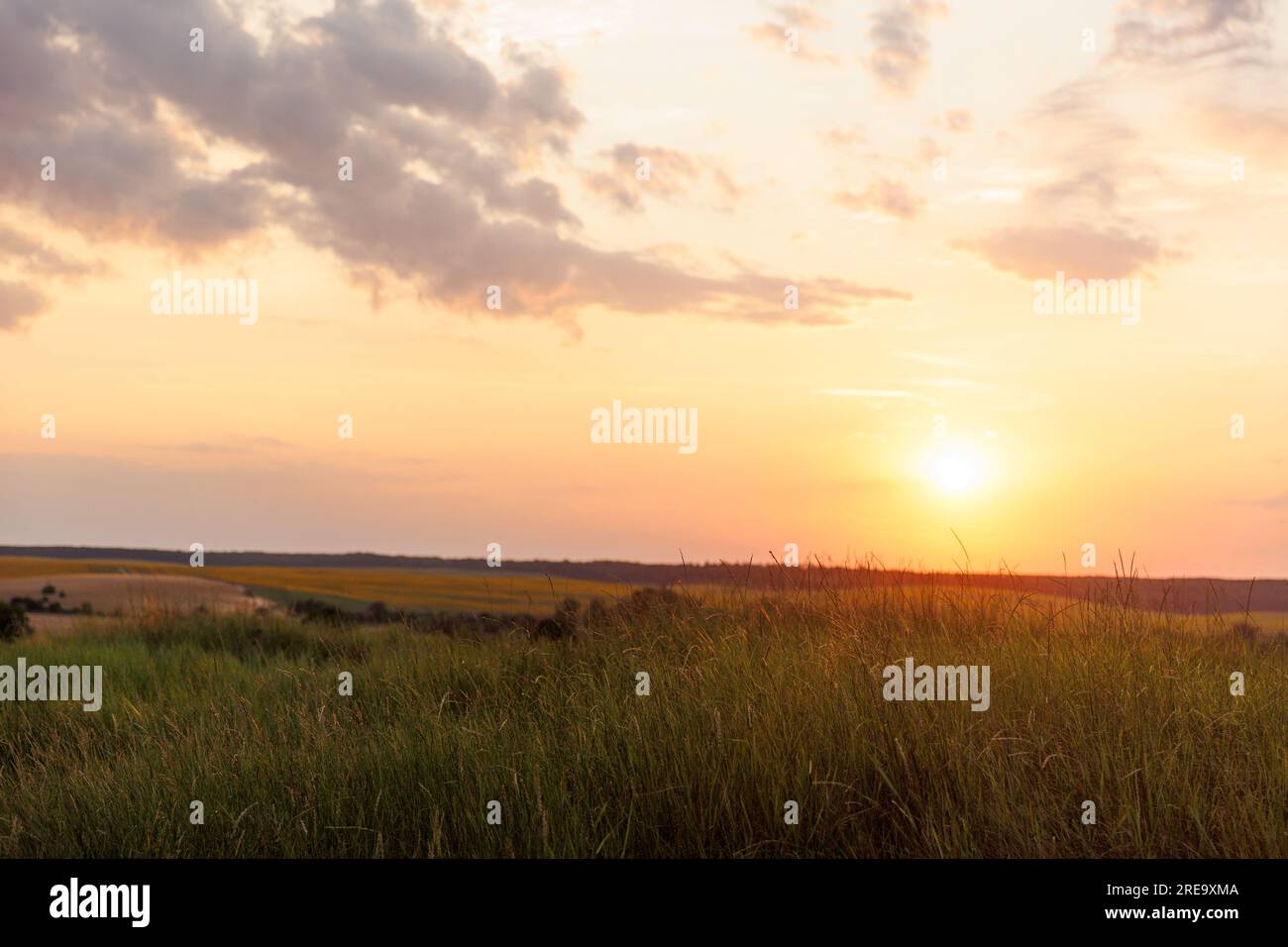 Splendido paesaggio naturale panoramico di campagna al tramonto in una calda estate. Fioritura di erba alta selvatica nella natura al tramonto in una calda estate. Paesaggio pastorale. C Foto Stock