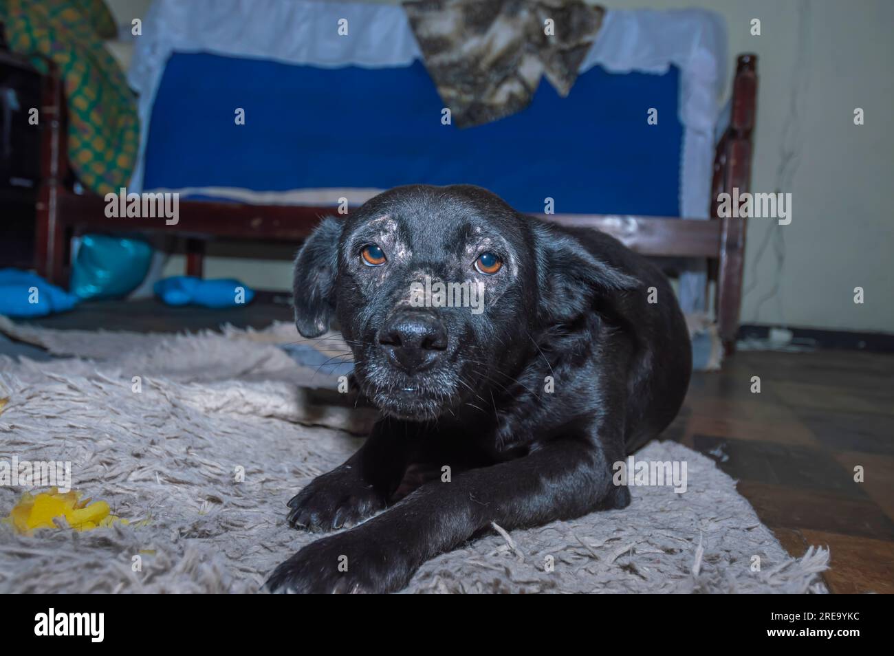 cane con capelli neri e occhi contorti da un'infezione, triste cahorro. Foto Stock