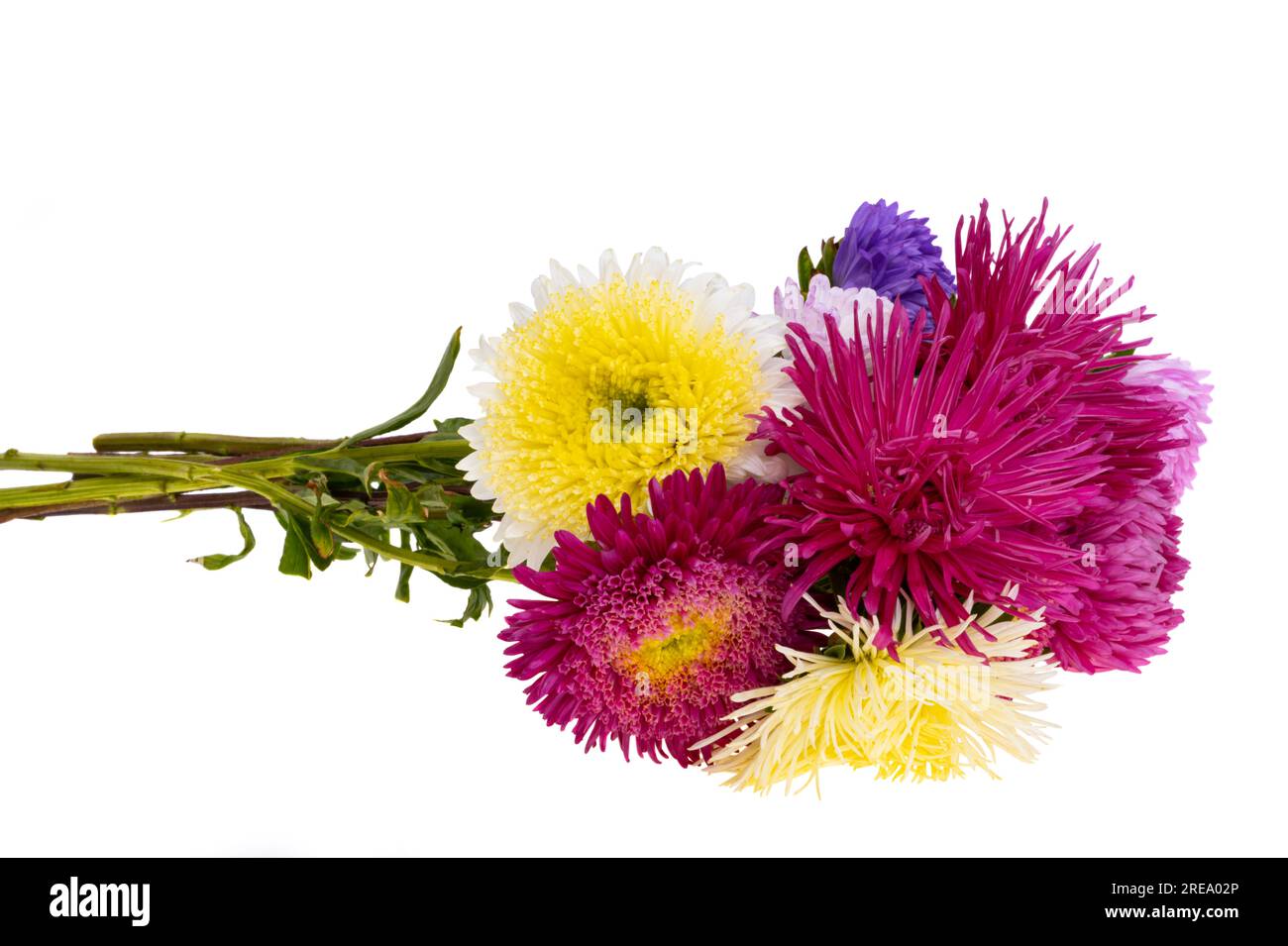 bouquet di fiori di astice isolati su sfondo bianco Foto Stock
