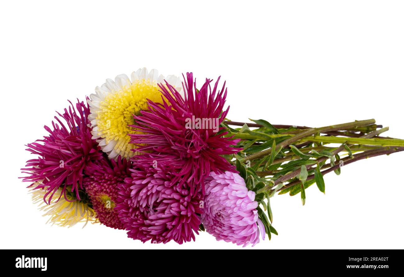 bouquet di fiori di astice isolati su sfondo bianco Foto Stock