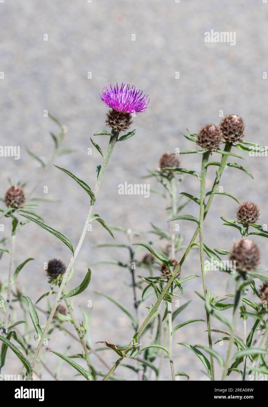 Comuni Knapweed o Hardheads / Centaurea nigra in fiore e in crescita accanto a pista di campagna. Ex pianta medicinale utilizzata nei rimedi erboristici. Foto Stock