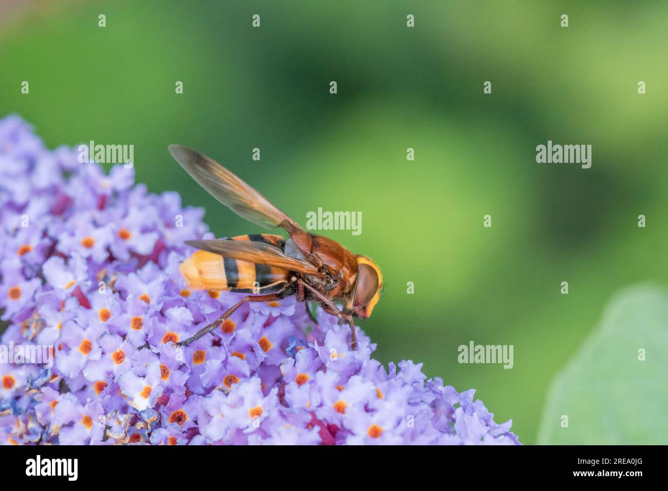 Grandi specie di mosche volanti del Regno Unito (dimensioni di una grande vespa). Forse Volucella zonaria, o forse il leggermente più piccolo V. inanis, che poggia sui fiori della Buddleia. Foto Stock