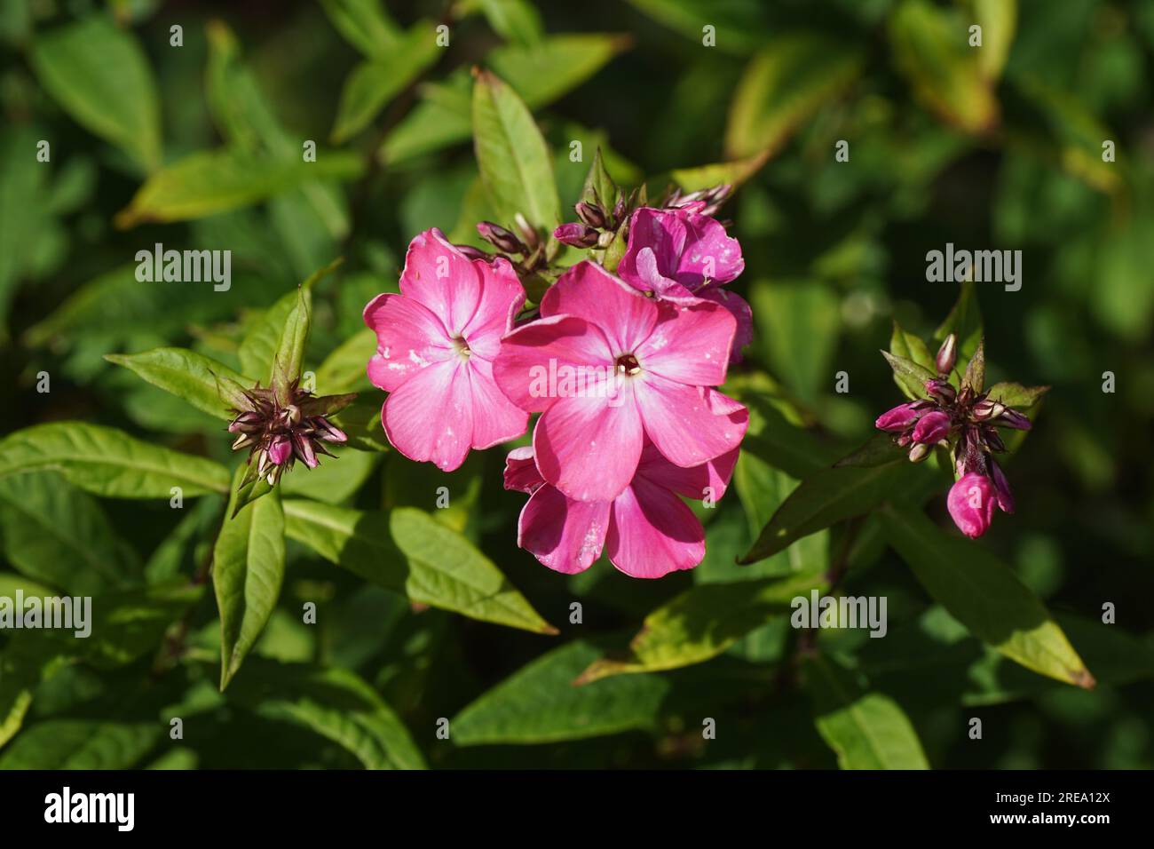 Vicino al giardino di fiori phlox (Phlox paniculata 'Rijnstroom'). Famiglia Phlox (Polemoniaceae). Fiori rosa. Giardino olandese, estate, luglio. Foto Stock