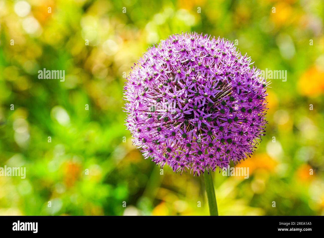Cipolla ornamentale viola in fiore Allium hollandicum, palla di fiori viola sullo sfondo di erba verde sfocata, aglio decorativo Foto Stock