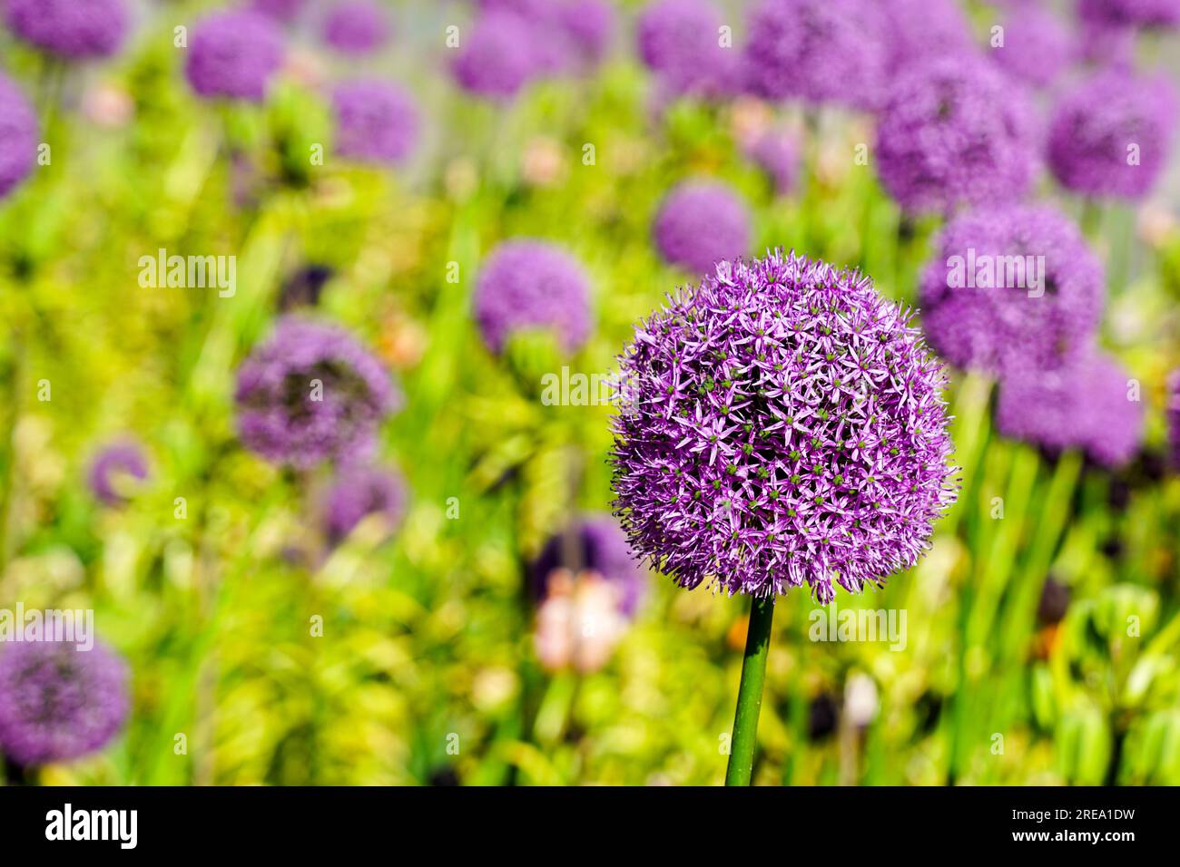Cipolla ornamentale viola in fiore Allium hollandicum, palle di fiori viola sullo sfondo di erba verde sfocata, aglio decorativo Foto Stock