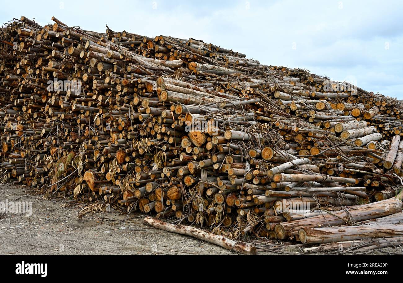Pile di tronchi di eucalipto da convertire in carta, Cacia, Portogallo Foto Stock