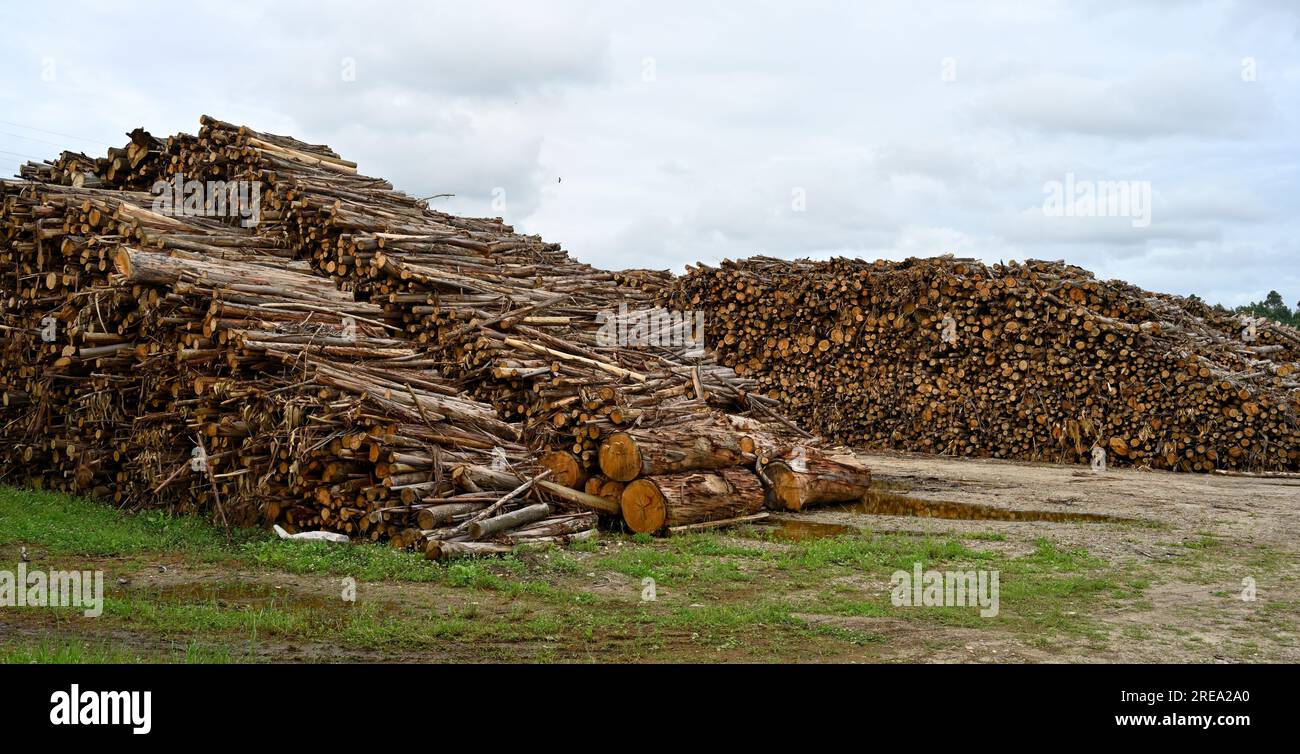 Pile di tronchi di eucalipto da convertire in carta, Cacia, Portogallo Foto Stock