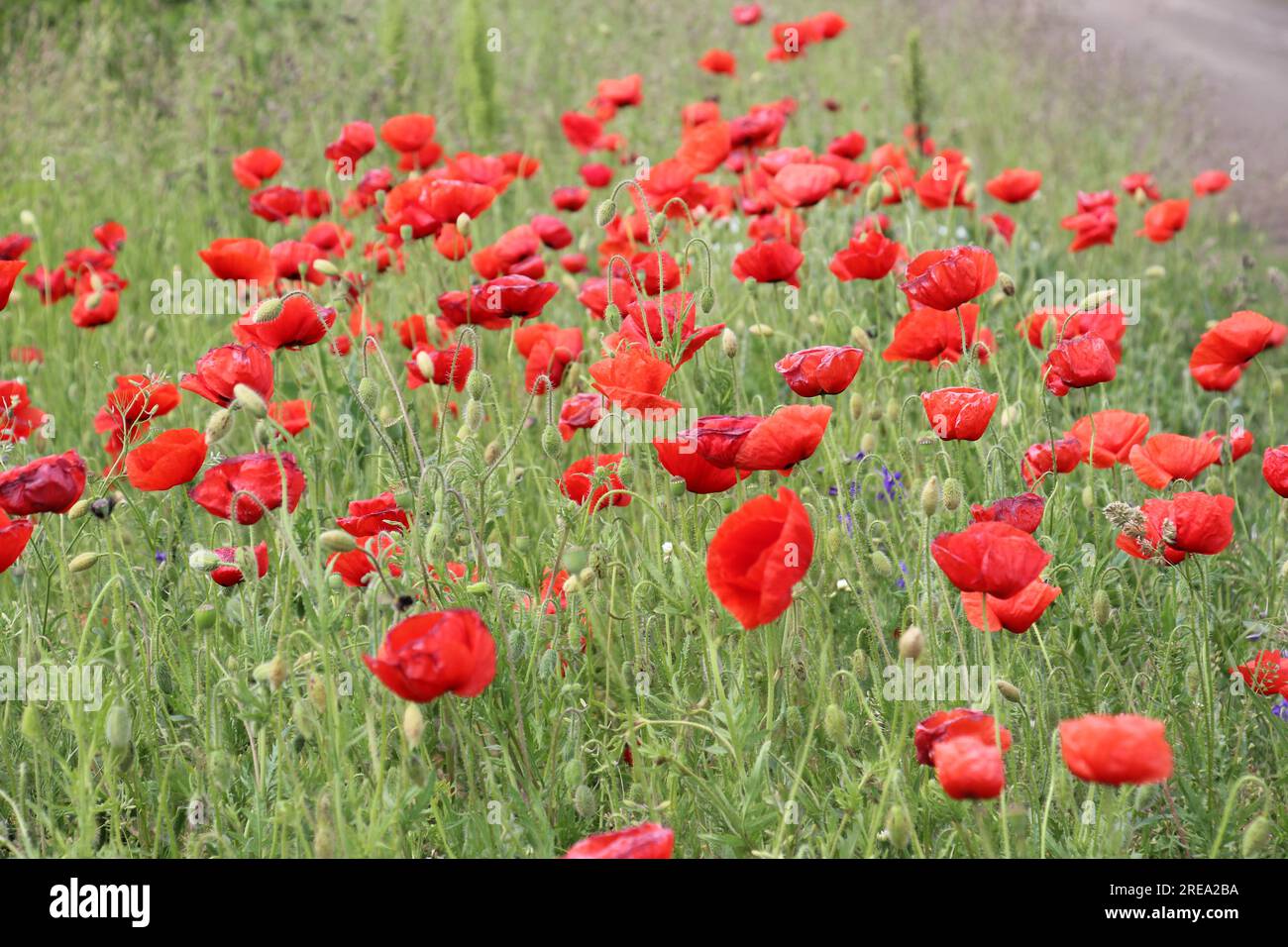 Il papavero selvatico (Papaver rhoeas) fiorisce in estate Foto Stock