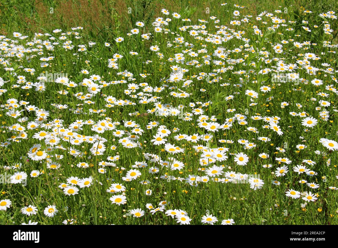 Le margherite fioriscono in natura (Leucanthemum vulgare) Foto Stock