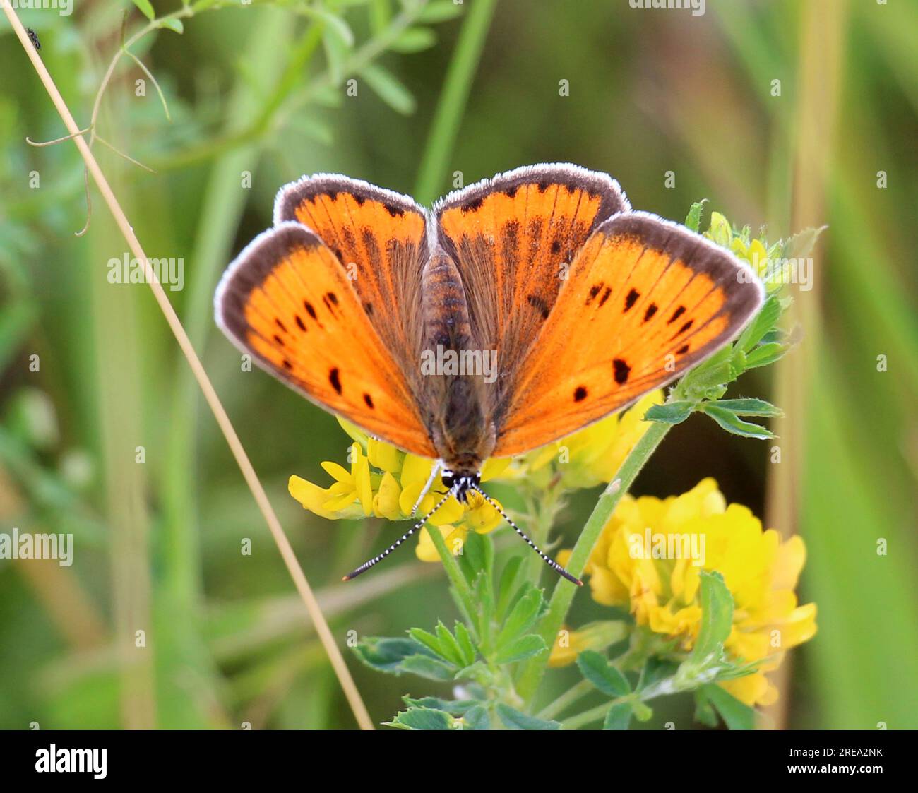 Lycaena dispar farfalla su un fiore in natura Foto Stock