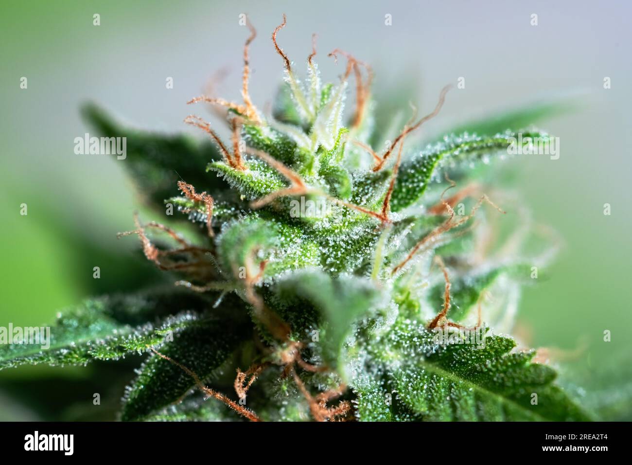 Macro shot di cannabis indica sativa bocciolo fiorito. Trichomes e capelli di fiore di marijuana. Concetto di coltivazione di cannabis medica Foto Stock