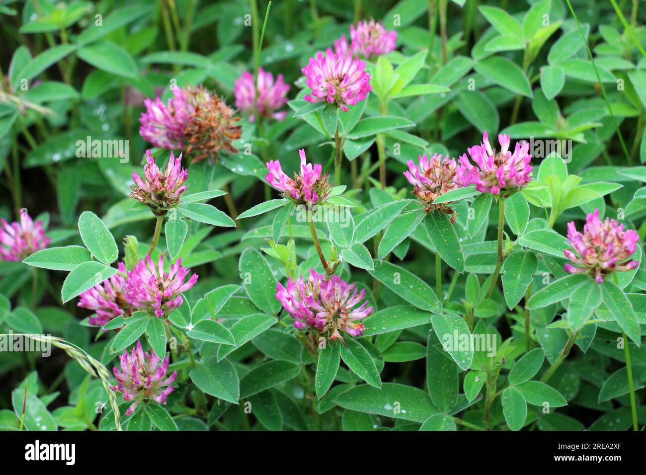 Nel prato, tra le erbe selvatiche fioriture trifoglio medio (Trifolium medium) Foto Stock
