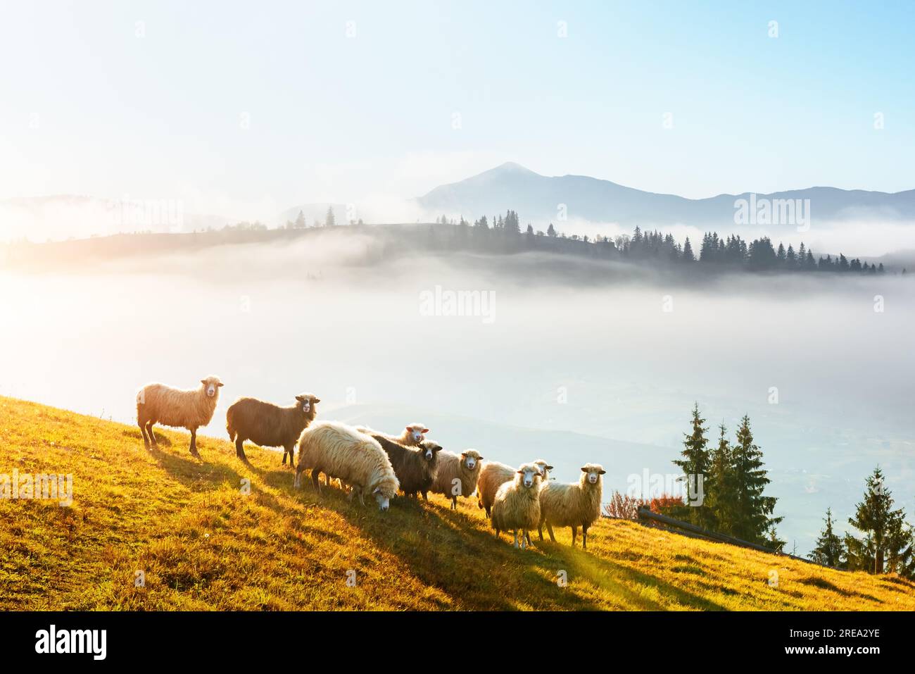 Mandrie di pecore sul prato soleggiato delle montagne autunnali. Catena montuosa Foggy sullo sfondo. Carpazi, Ucraina, Europa. Fotografia di paesaggi Foto Stock