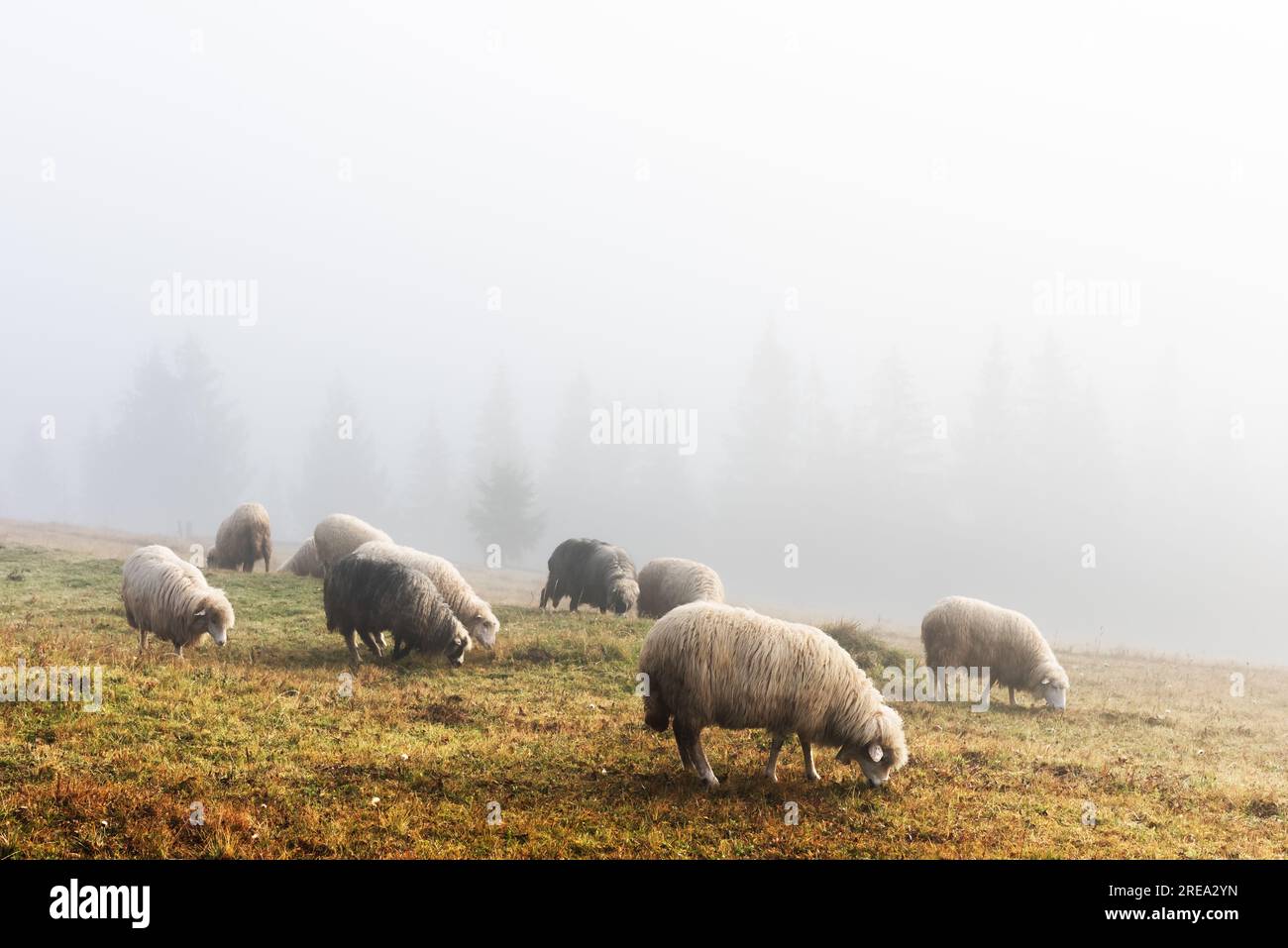 Mandria di pecore in un prato autunnale nebbioso. Foresta di pini su sfondo nebbioso. Montagne dei Carpazi, Ucraina. Fotografia di paesaggi Foto Stock