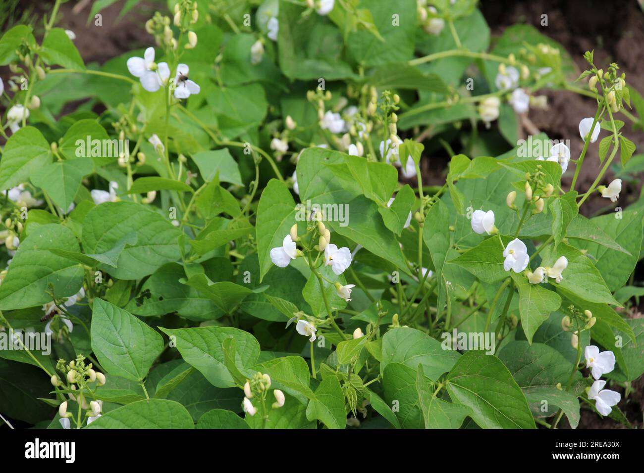 Fagiolo comune (Phaseolus vulgaris) fiorisce in terreno aperto nel giardino Foto Stock