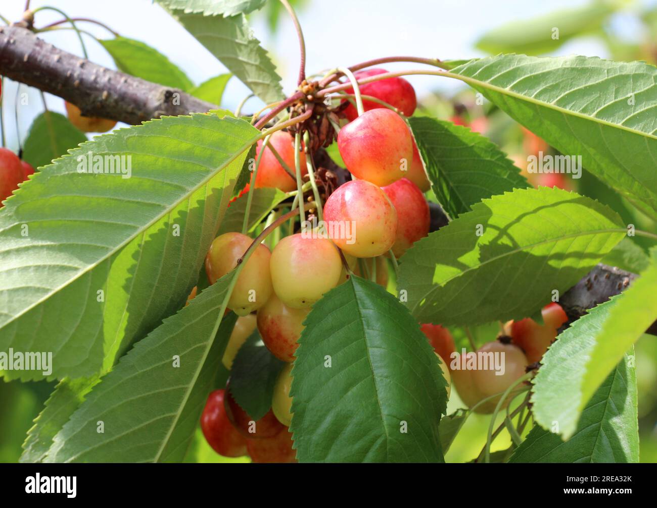 Le bacche di ciliegia dolce (Prunus avium) maturano su un ramo d'albero Foto Stock