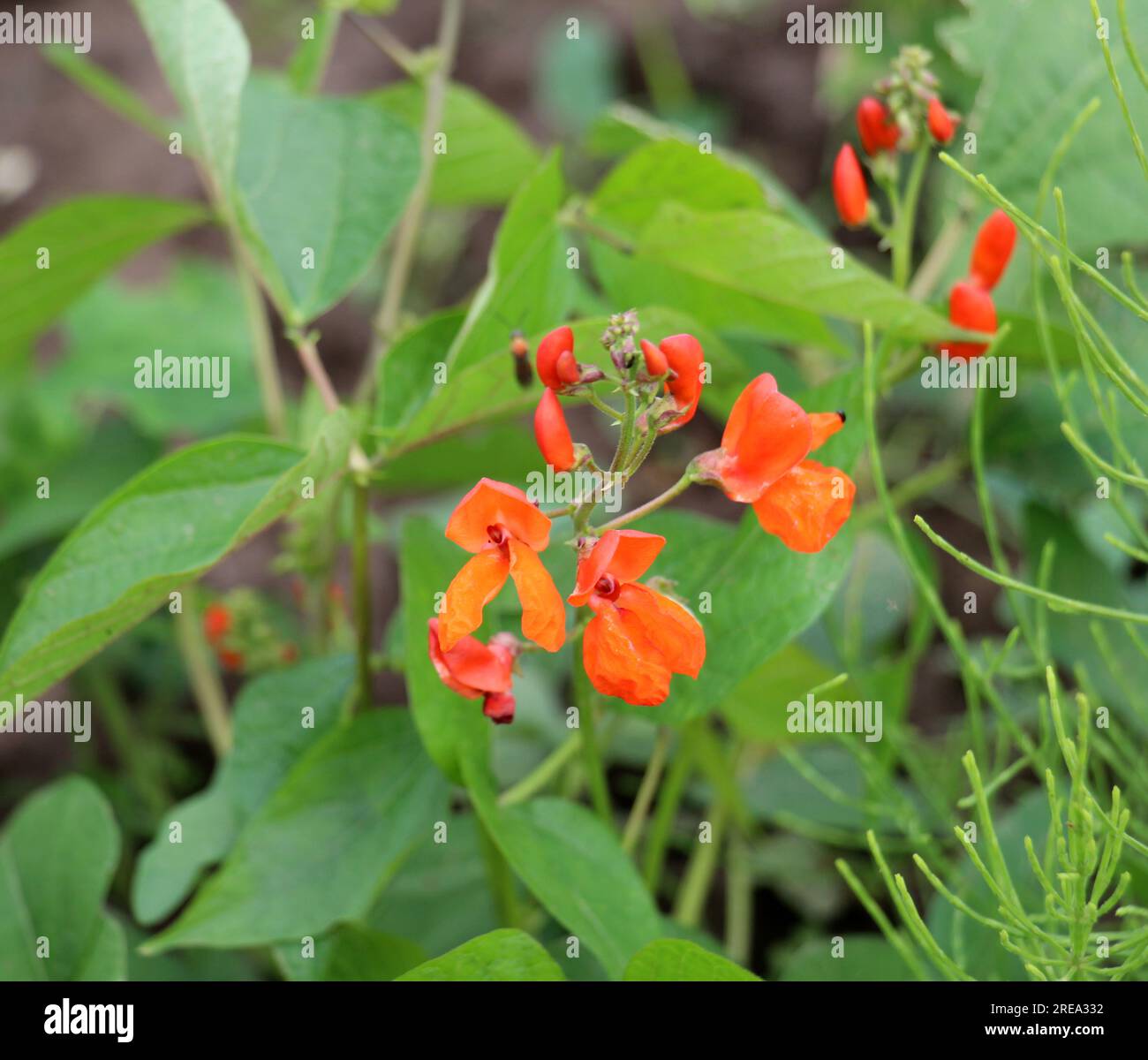 Fagiolo comune (Phaseolus vulgaris) fiorisce in terreno aperto nel giardino Foto Stock