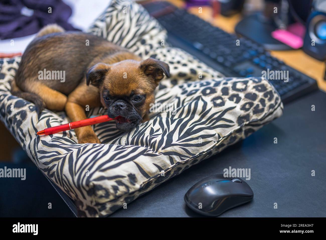 Carino cucciolo di cane belga sul tavolo dell'ufficio masticando la penna rossa. Foto Stock