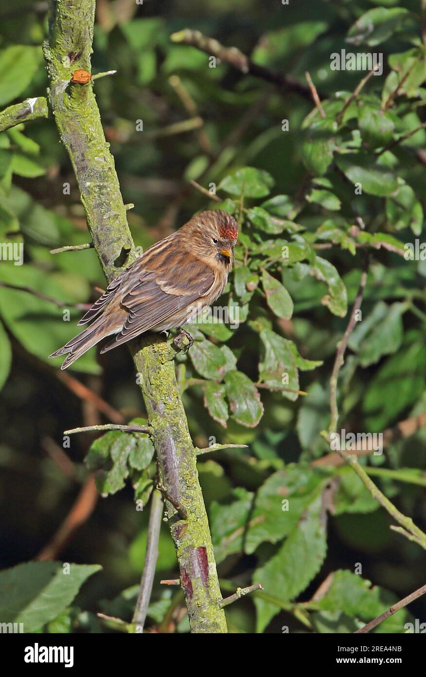 Minore Redpoll (Carduelis cabaret) femmina arroccata su Blackthorn STEM Eccles-on-Sea, Norfolk, Regno Unito Novembre Foto Stock