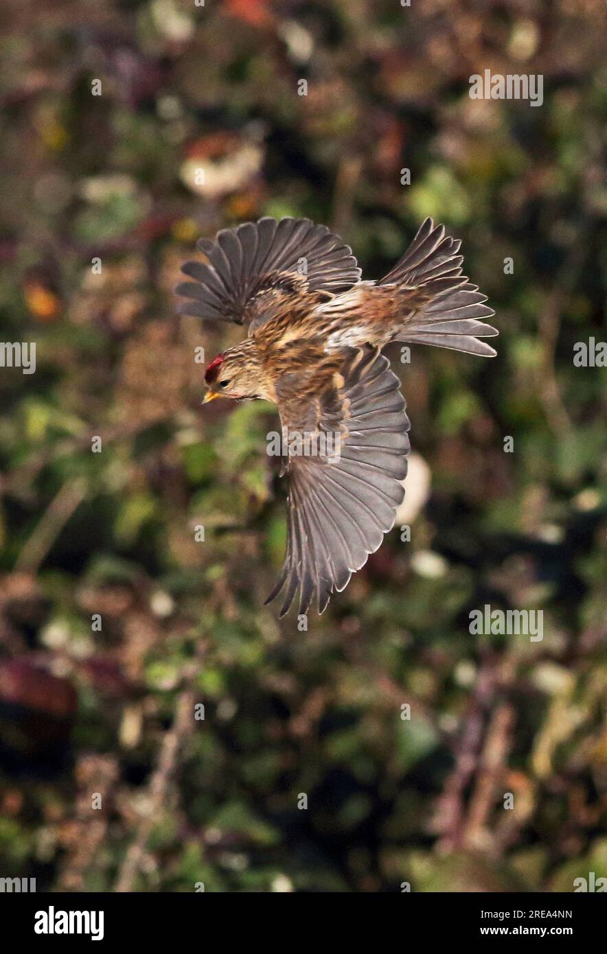 Minore Redpoll (cabaret Carduelis) adulto in volo Eccles-on-Sea, Norfolk, Regno Unito Novembre Foto Stock