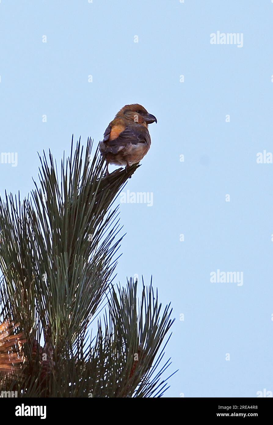 Parrot Crossbill (Loxia pytyosittacus) maschio arroccato nel pino Holt, Norfolk, Regno Unito. Marzo Foto Stock