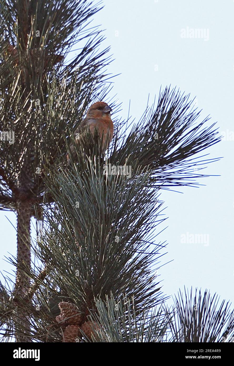 Parrot Crossbill (Loxia pytyosittacus) maschio arroccato nel pino Holt, Norfolk, Regno Unito. Marzo Foto Stock