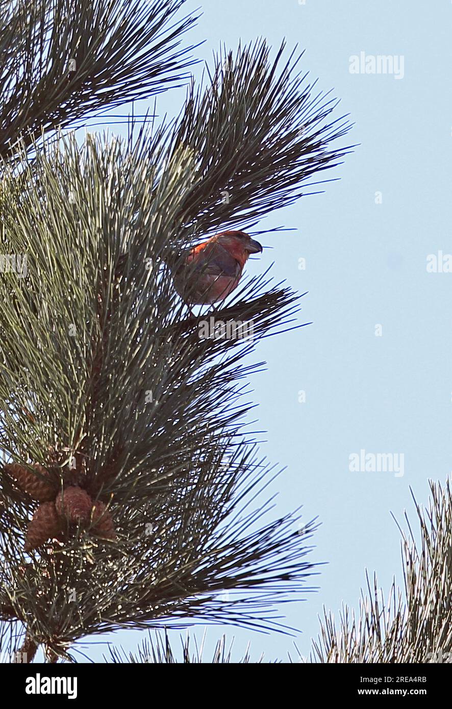 Parrot Crossbill (Loxia pytyosittacus) maschio arroccato nel pino Holt, Norfolk, Regno Unito. Marzo Foto Stock