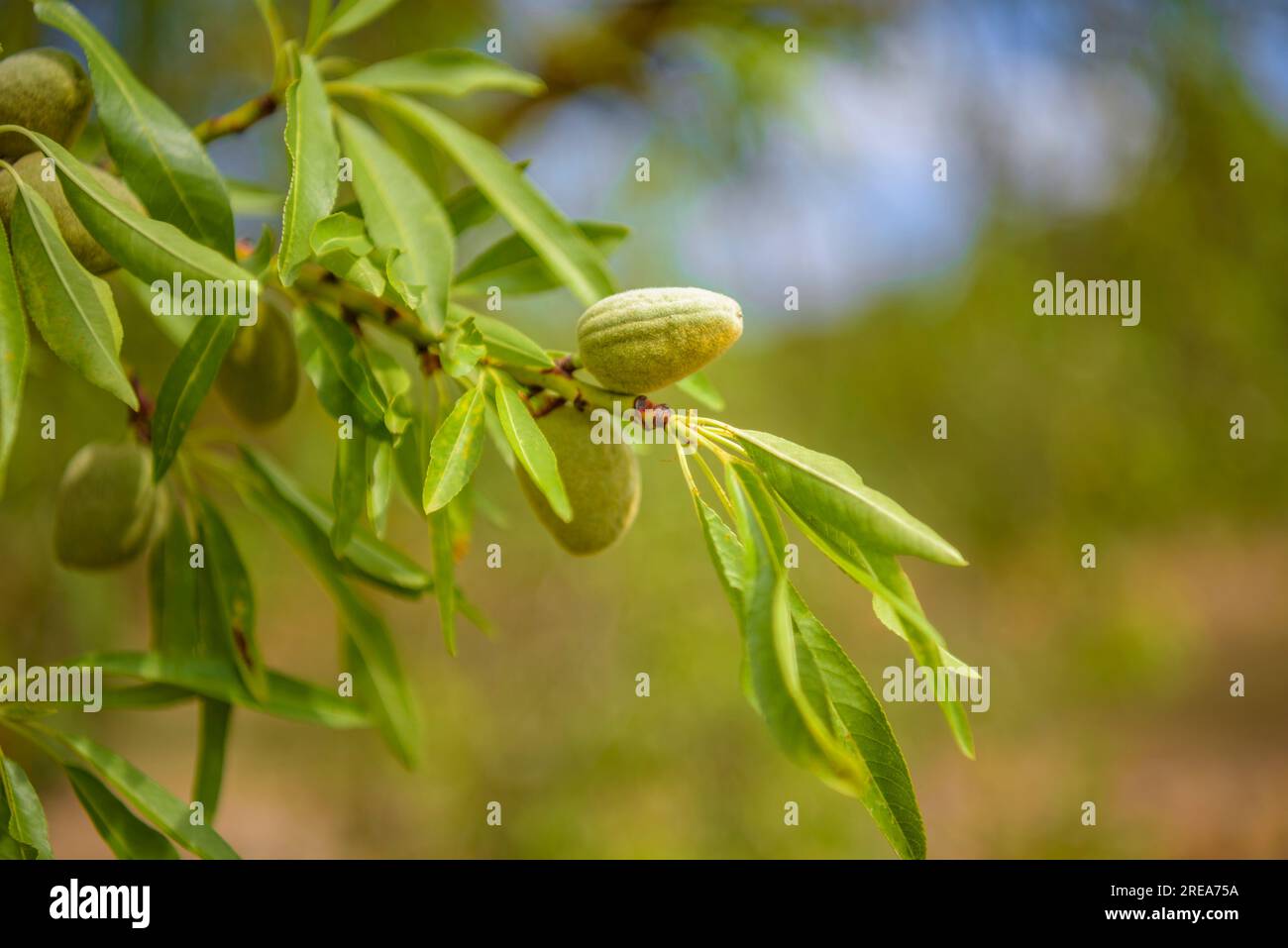 Ramoscello e buccia di alcune mandorle in un mandorlo di Bovera (Les Garrigues, Lleida, Catalogna, Spagna) ESP: Rama y cáscara de unas almendras (Lérida) Foto Stock